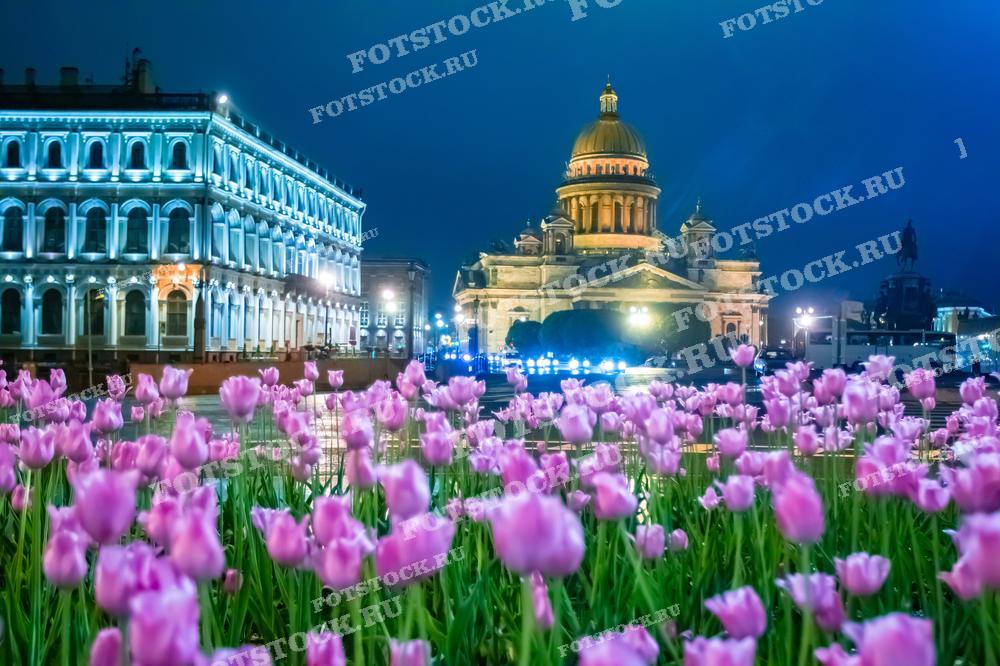 Фотография изображает Исаакиевский собор в Санкт-Петербурге на фоне розовых тюльпанов. Игра искусственного освещения подчеркивает архитектурную красоту окружающих зданий и создает контраст с мягким светом ночного неба. Этот снимок прекрасно подойдет для публикаций о городе, туристических буклетов, в качестве изображения для открыток.